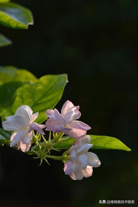 茉莉花種植禁忌|盆栽茉莉花的種植方法和養護技巧，簡單5個步驟花兒滿枝頭